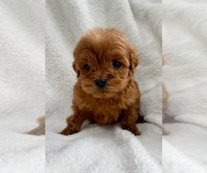 Goldendoodle (Miniature) Puppy for sale in FAIR HAVEN, MI, USA