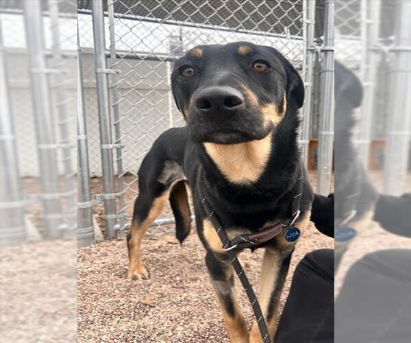 Medium Photo #1 Shepweiller Puppy For Sale in Fort Collins, CO, USA