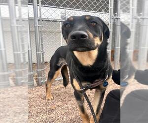 Shepweiller Dogs for adoption in Fort Collins, CO, USA