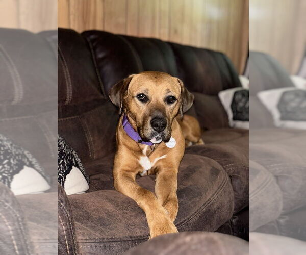 Medium Photo #1 Rhodesian Ridgeback-Unknown Mix Puppy For Sale in Boston, MA, USA