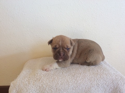 Medium Photo #1 Olde English Bulldogge Puppy For Sale in BYERS, CO, USA