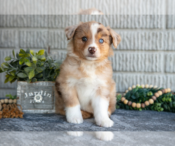 Medium Photo #2 Miniature Australian Shepherd Puppy For Sale in BALTIC, OH, USA