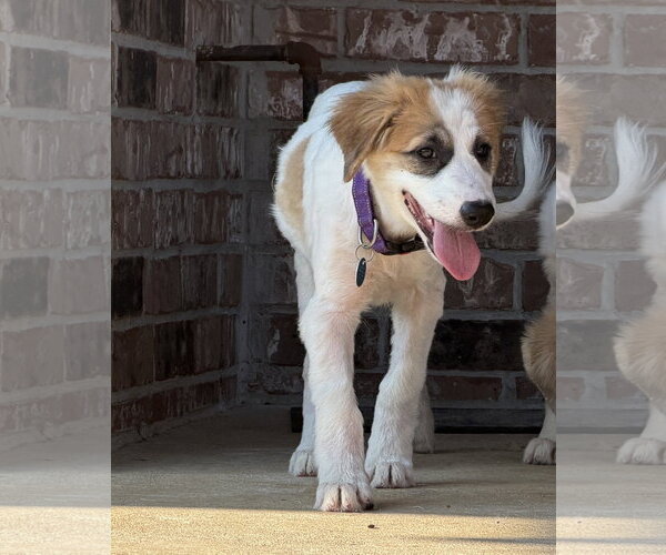 Medium Photo #7 Great Pyrenees-Unknown Mix Puppy For Sale in Dallas, TX, USA