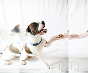 American Bulldog Dogs for adoption in Aurora, CO, USA