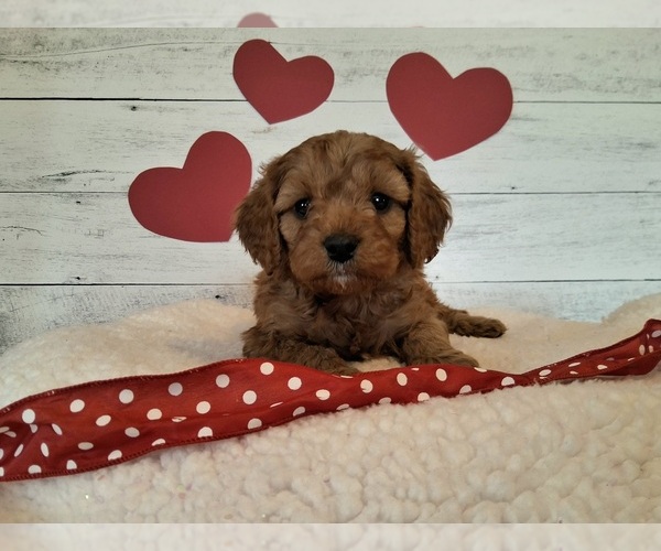 Medium Photo #7 Cavapoo (Miniature) Puppy For Sale in HANCOCK, MN, USA