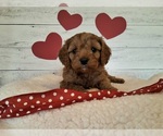 Small #6 Cavapoo (Miniature)