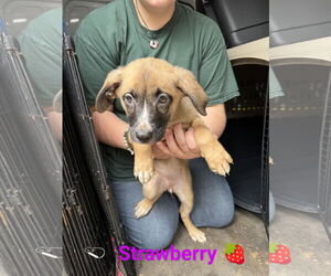 Black Mouth Cur-Unknown Mix Dogs for adoption in Franklin, North Carolina, NC, USA