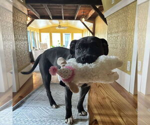 American Pit Bull Terrier-Unknown Mix Dogs for adoption in Rochester, NY, USA
