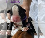 Puppy Luna Boxer