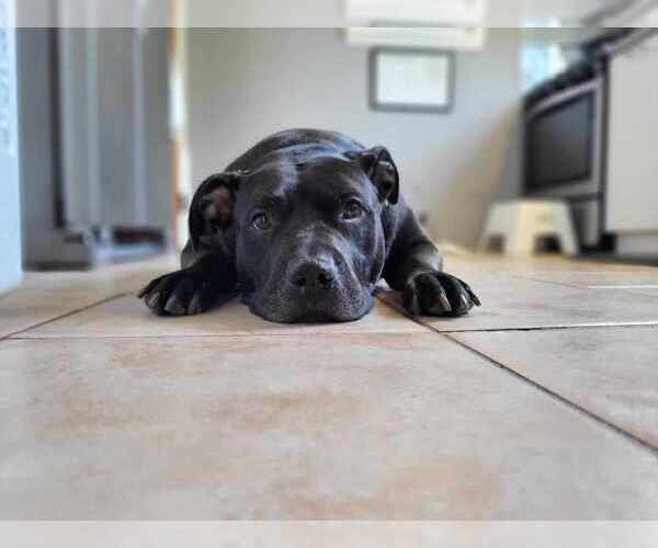 Medium Photo #3 American Pit Bull Terrier-American Staffordshire Terrier Mix Puppy For Sale in Caldwell, NJ, USA