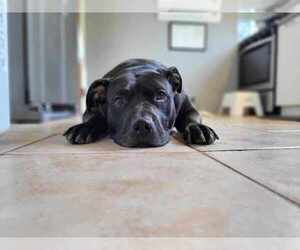 Chyna - - Female American Pit Bull Terrier-American Staffordshire Terrier Mix Dog for Adoption - Photo #3
