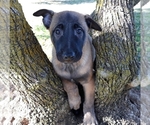 Small Photo #20 Belgian Malinois Puppy For Sale in CORNING, CA, USA