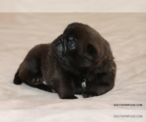 Medium Photo #23 Pug Puppy For Sale in WINNSBORO, TX, USA