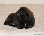 Small Photo #23 Pug Puppy For Sale in WINNSBORO, TX, USA
