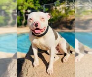 American Bully-Unknown Mix Dogs for adoption in PERRIS, CA, USA