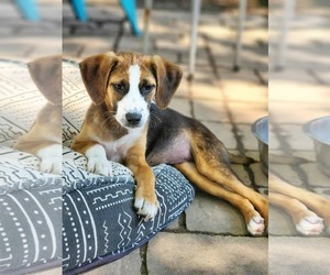 Australian Shepherd-Beagle Mix Dogs for adoption in Fultonham, NY, USA