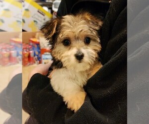 Morkie Puppy for sale in CLACKAMAS, OR, USA