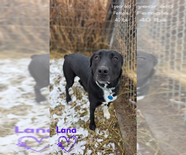 Medium Photo #7 Borador Puppy For Sale in Monte Vista, CO, USA
