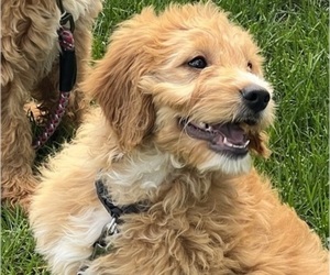 Goldendoodle (Miniature) Puppy for sale in OSTERVILLE, MA, USA