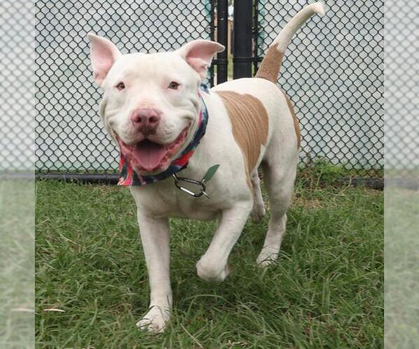 Medium Photo #1 American Staffordshire Terrier Puppy For Sale in San Antonio, TX, USA