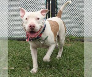 American Staffordshire Terrier Dogs for adoption in San Antonio, TX, USA