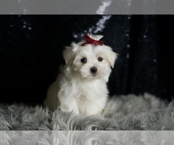 Medium Photo #4 Maltese Puppy For Sale in WARSAW, IN, USA