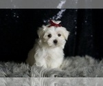 Small #3 Maltese