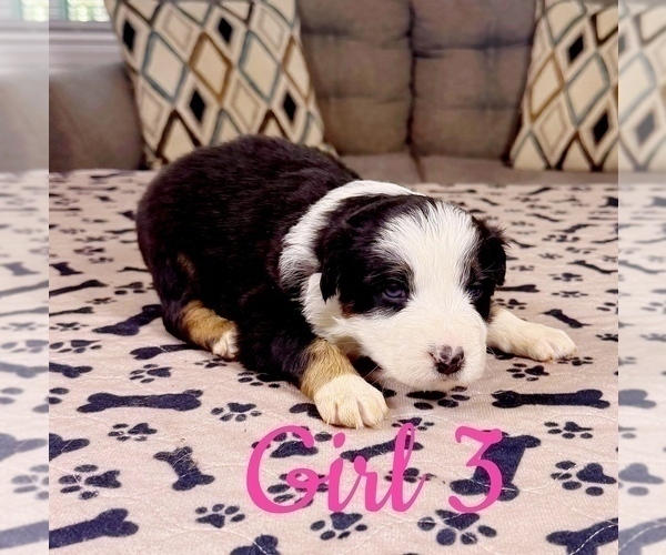 Medium Photo #75 Australian Shepherd Puppy For Sale in SALISBURY, NC, USA