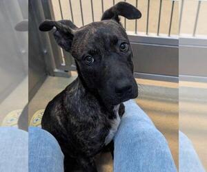 Dutch Shepherd -Labrador Retriever Mix Dogs for adoption in Rockwall, TX, USA