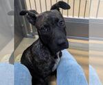 Small Dutch Shepherd -Labrador Retriever Mix
