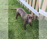 Small #2 Labrador Retriever Mix