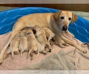Mother of the Labrador Retriever puppies born on 10/23/2021