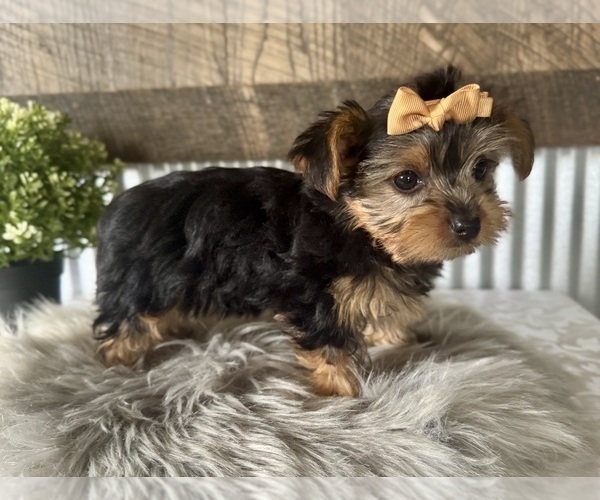 Medium Photo #6 Yorkshire Terrier Puppy For Sale in NAPPANEE, IN, USA