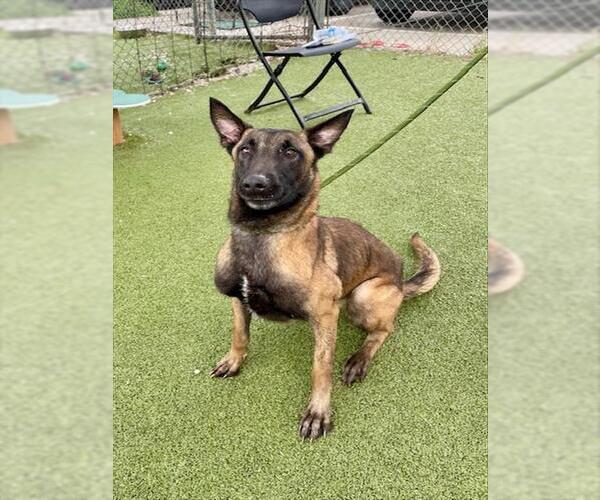 Medium Photo #1 Mutt Puppy For Sale in Pasadena, TX, USA