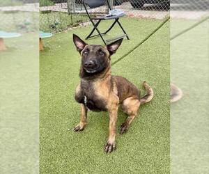 Mutt Dogs for adoption in Pasadena, TX, USA