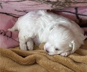 Maltese Puppy for Sale in STUART, Florida USA