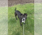 Small #3 Mutt