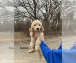 Puppy 1 Goldendoodle