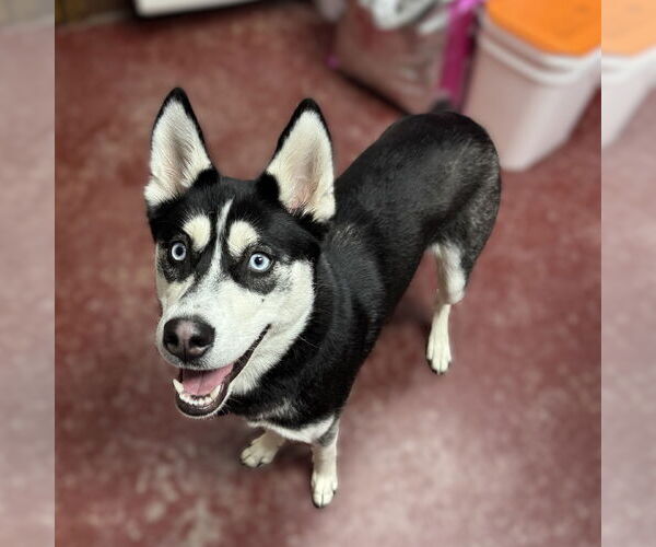 Medium Photo #3 Siberian Husky-Unknown Mix Puppy For Sale in Fargo, ND, USA