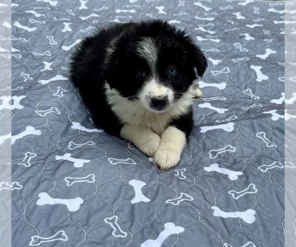 Medium Photo #2 Australian Shepherd Puppy For Sale in SALISBURY, NC, USA