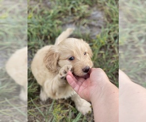 Goldendoodle (Miniature) Puppy for sale in BRADENTON, FL, USA