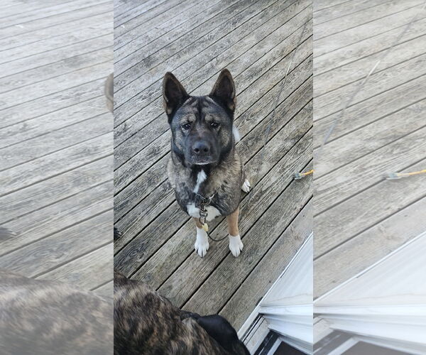 Medium Photo #2 Akita Puppy For Sale in Martinsburg, WV, USA