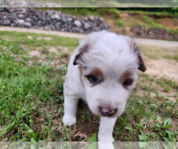 Medium Photo #4 Australian Shepherd Puppy For Sale in WESTPOINT, TN, USA