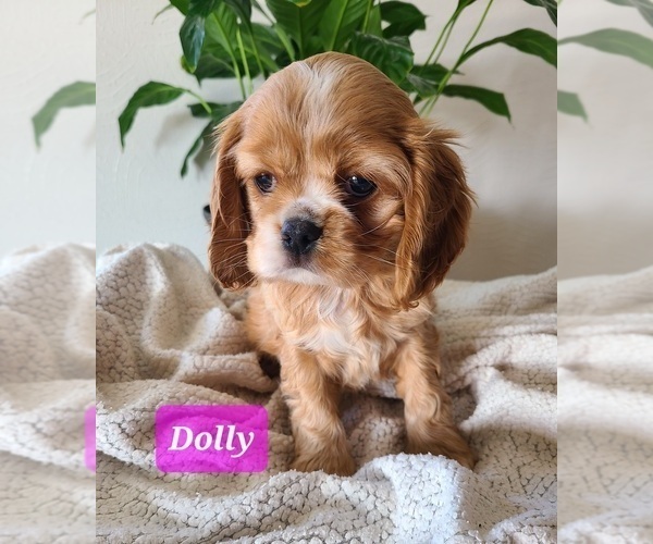 Medium Photo #10 Cocker Spaniel Puppy For Sale in MIDDLEBURY, IN, USA