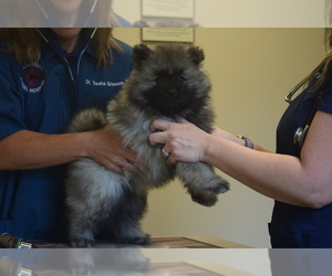 Keeshond Puppy for sale in FAYETTEVILLE, TN, USA
