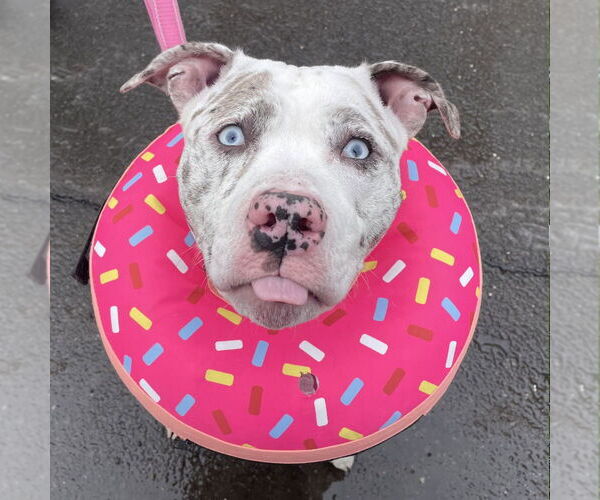 Medium Photo #5 Mutt Puppy For Sale in Canton, CT, USA