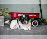Small #2 Shih Tzu