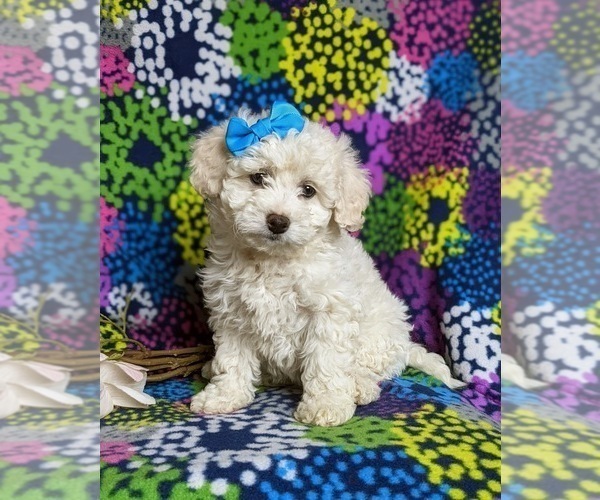 Medium Photo #2 Bichon Frise-Bichpoo Mix Puppy For Sale in NOTTINGHAM, PA, USA