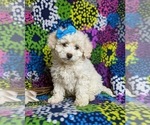 Small Photo #2 Bichon Frise-Bichpoo Mix Puppy For Sale in NOTTINGHAM, PA, USA