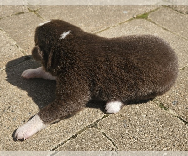 Medium Photo #7 Australian Shepherd Puppy For Sale in NELSON, VA, USA